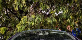 La #greenweek con Renault Zoe nei nostri post sui social